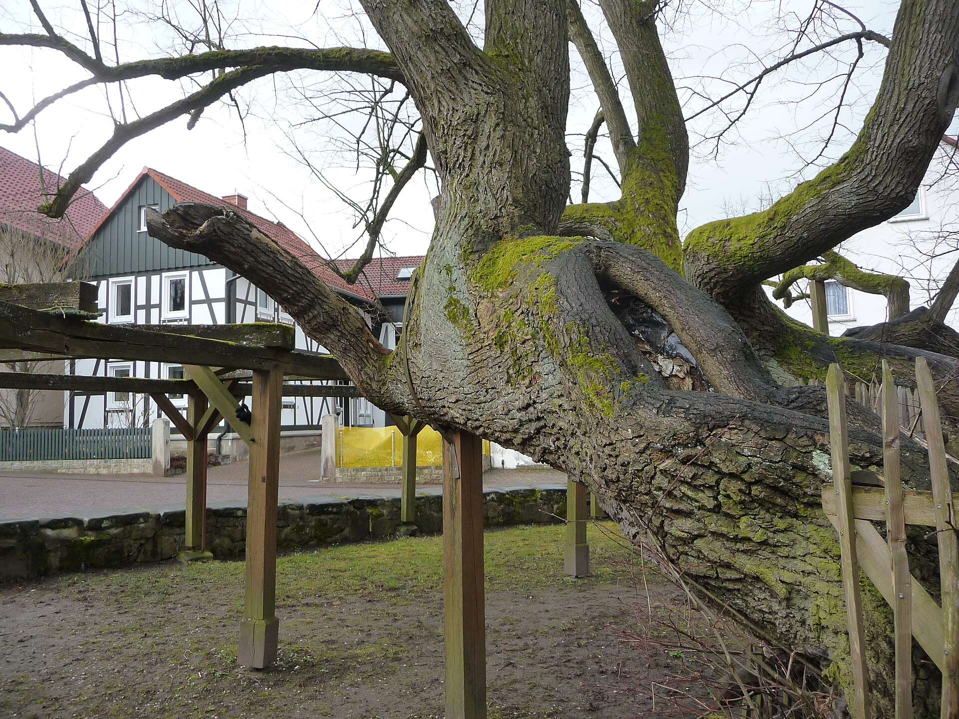 Schenklengsfeld — Linde am Ortskern